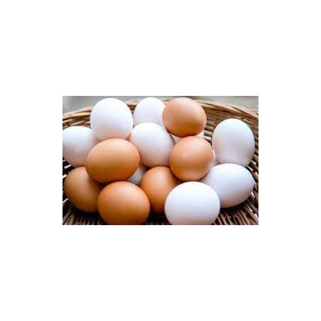 HUEVOS CAMPEROS ECO (1 DOCENA) cad.28/10/24